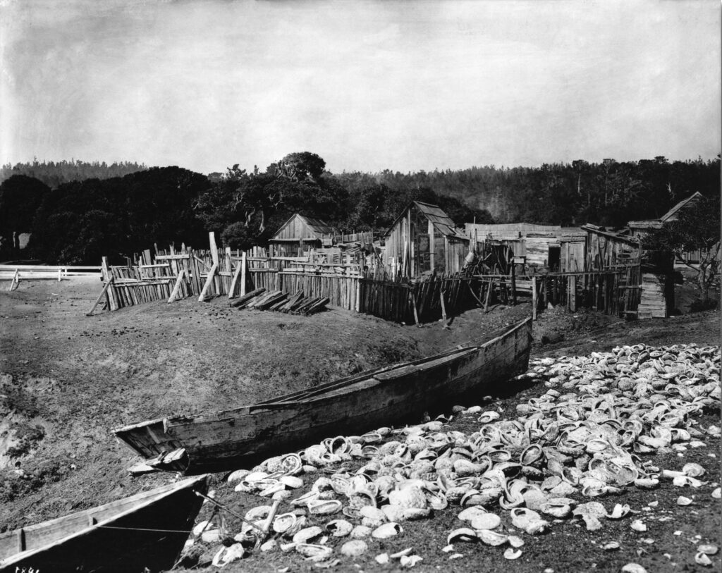 Pescadero fishing village around 1900, abalone shells in the foreground